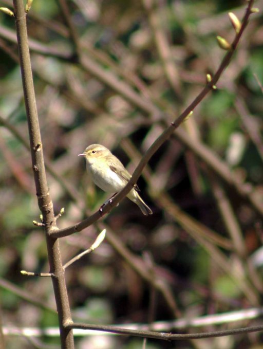 Willow Warbler KONICA MINOLTA DIGITAL CAMERA