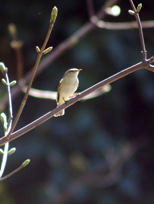 A sunlit Willow Warbler