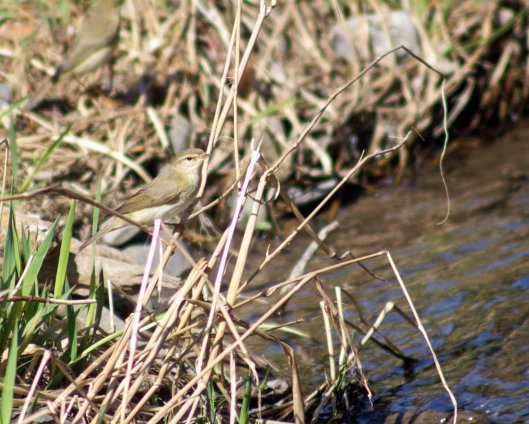 Willow warbler perched on stems overhanging the river