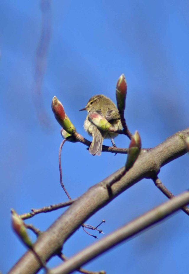 Chiffchaff or willow warbler between buds of a sycamore. 