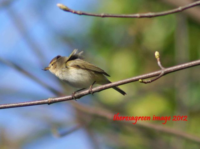 The chiffchaff with his prize - a good-sized fly