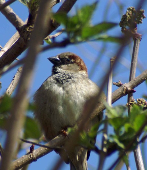 Territorial male, feathers puffed out to make himself look intimidating