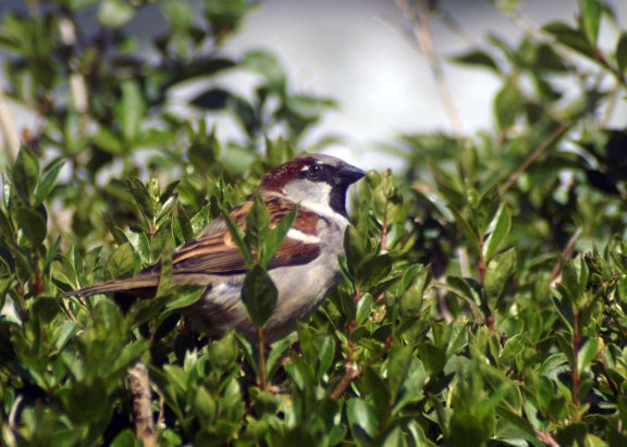 A male House Sparrow atop the pyracantha hedge