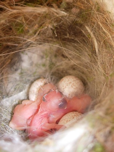 Inside the blue tit's nest in a light fitting-Sotogrande, Spain