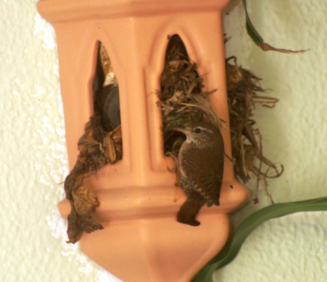 An adult wren at the entrance to the nest in the light fitting