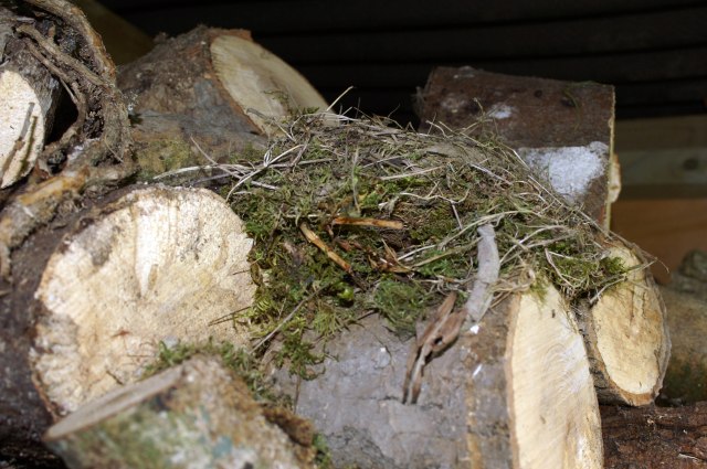 A mossy Robin's nest built in the wood pile, Nevern, Pembrokeshire