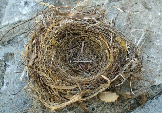 A blackbird's nest blown from a tree branch