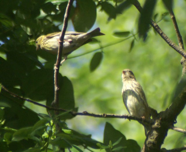 These young Serin in a cork oak tree may well be from 'my nest' family
