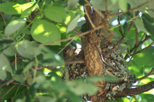 The beautifully crafted nest of a pair of chaffinch. This was the last of 3 chicks to fledge and was reluctant to leave.