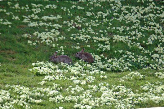 bunnies amongst the primroses