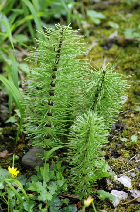 Horsetail