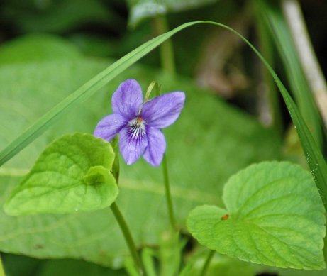 Common dog-violet