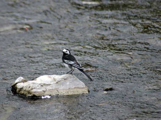 Pied Wagtail - Motacilla yarellii