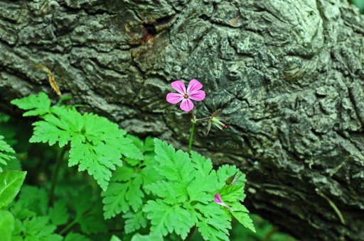130517tgflw4-herb robert against tree bark