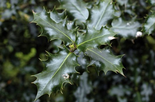 holly leaves