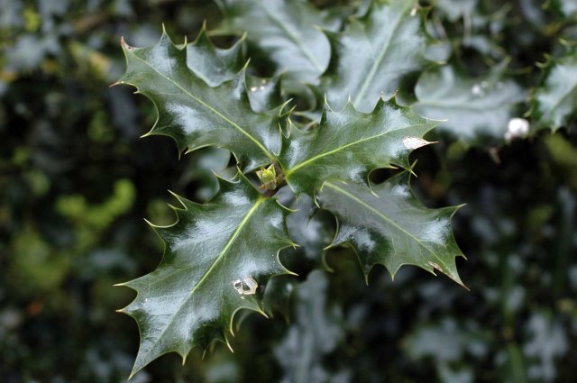 holly leaves
