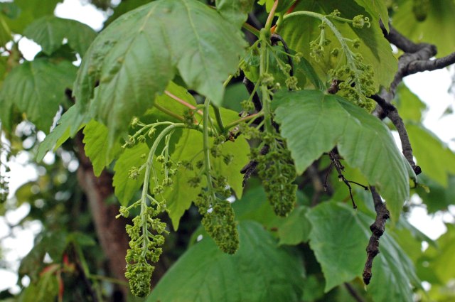 Sycamores already have flowers