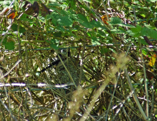 The Long-tailed Tit at the nest