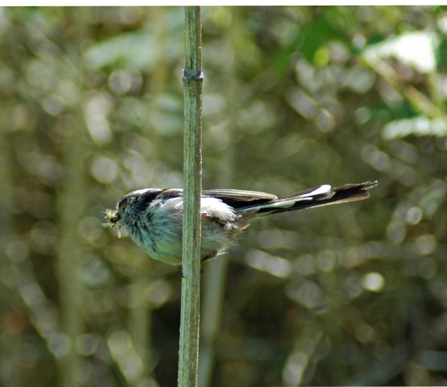 A Long-tailed Tit with her beak full of small flies