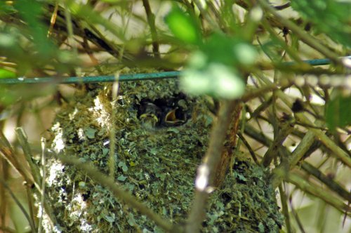 Hungry Long-tailed Tit nestlings looking quite well-grown