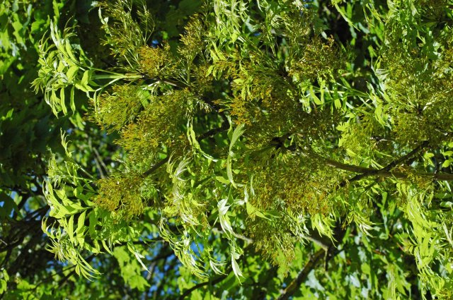 Bunches of Ash Keys already forming