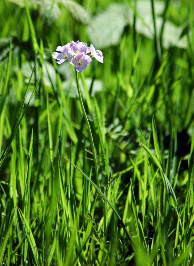Lady's Smock, Cuckoo Flower-Cardamine pratensis