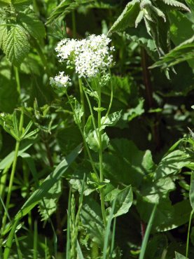 White-flowered Valerian