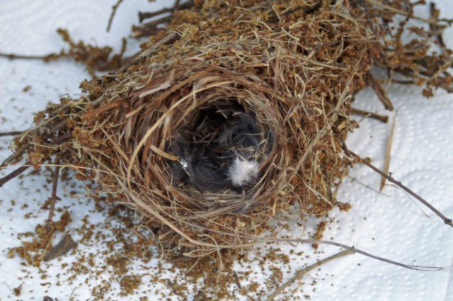 The nest of a pair of tiny Serin blown down from a tree, Sotogrande, Spain