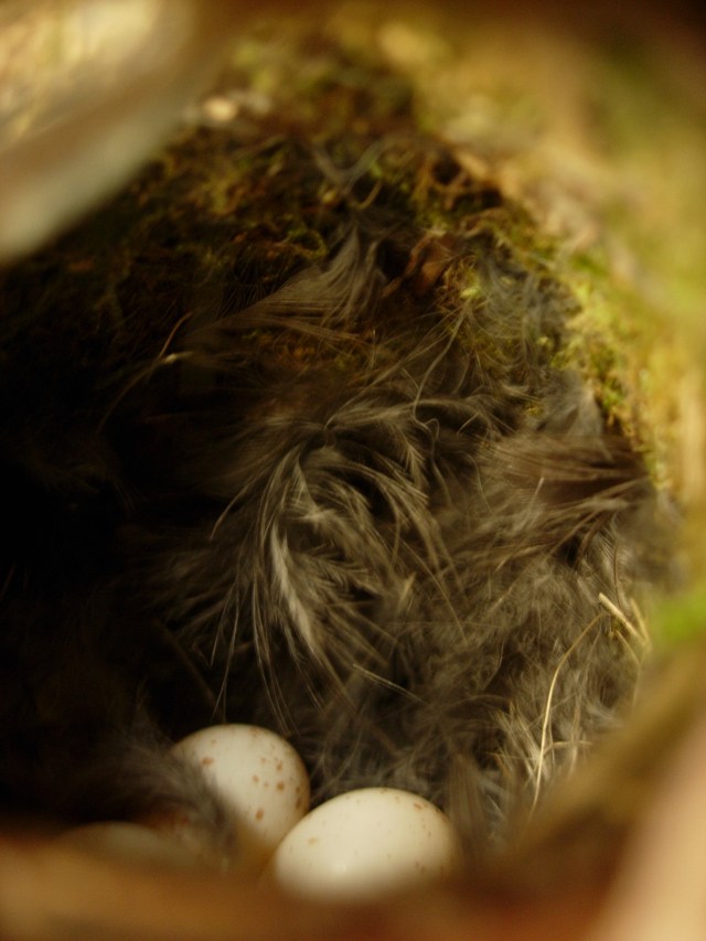 Interior of the wren's nest inside our light fitting