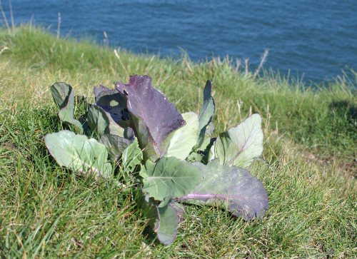 A wild cabbage plant growing on a more exposed grassy cliff of the Little Orme (Sept 2011)