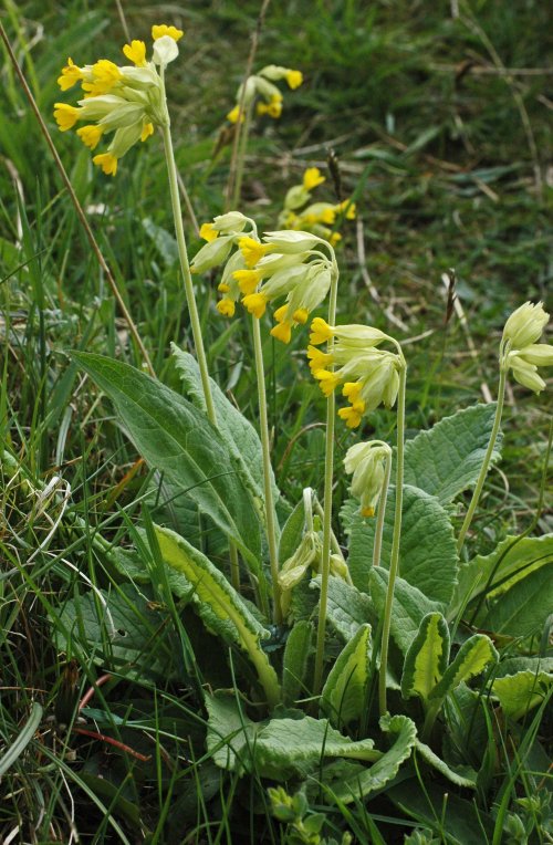 Cowslip- Primula veris