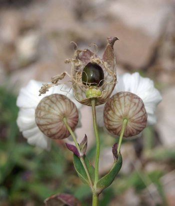 Sea Campion-Silene vulgaris ssp. maritima-seed developing