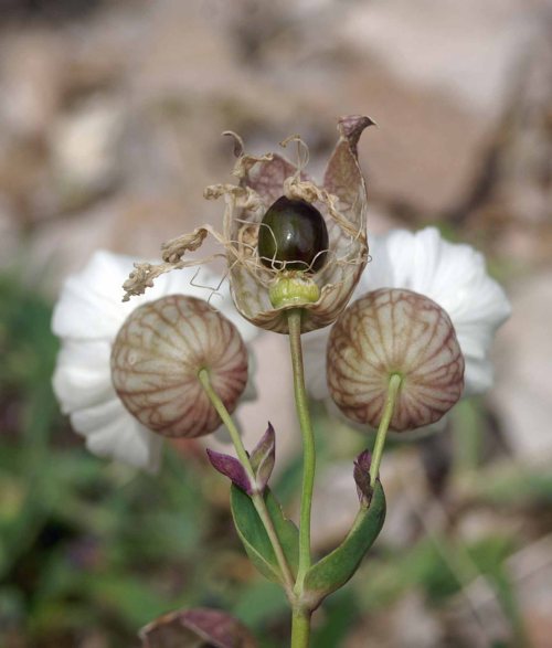Sea Campion-Silene vulgaris ssp. maritima-seed developing