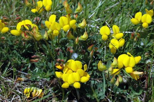 Bird's-foot Trefoil with Cuckoo Spit