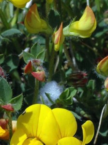 Cuckoo-spit low down amongst Bird's-foot Trefoil