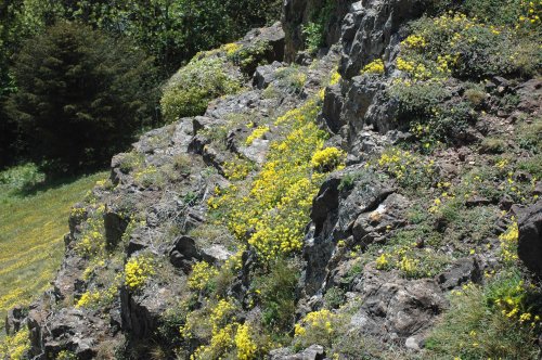 130522TGFLR4-Cliff smothered with golden rockroses-Bryn Euryn Cliff smothered with golden rockroses-Bryn Euryn, North Wales