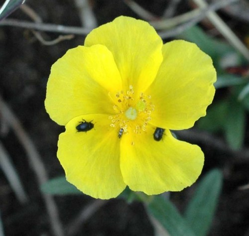 Rockrose flower with two tiny and one minuscule beetle