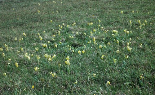 A field full of Cowslip 