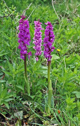 Early Purple Orchids-Orchis mascula