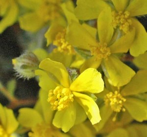 Hoary Rockrose flowers