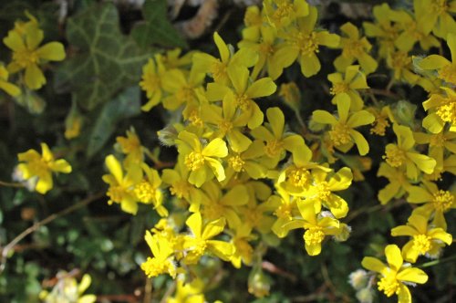 Hoary Rockrose flowers