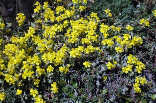 Hoary Rockrose-Helianthemum canum
