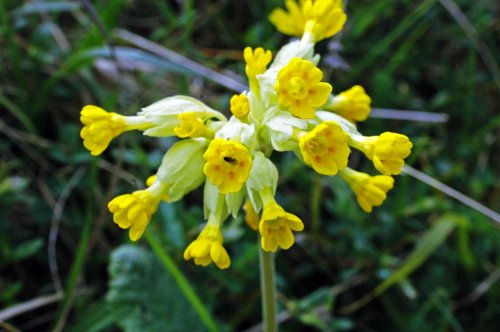 130522TGLNR-flr-Cowslip flowerhead with fly-Bryn Euryn (4)