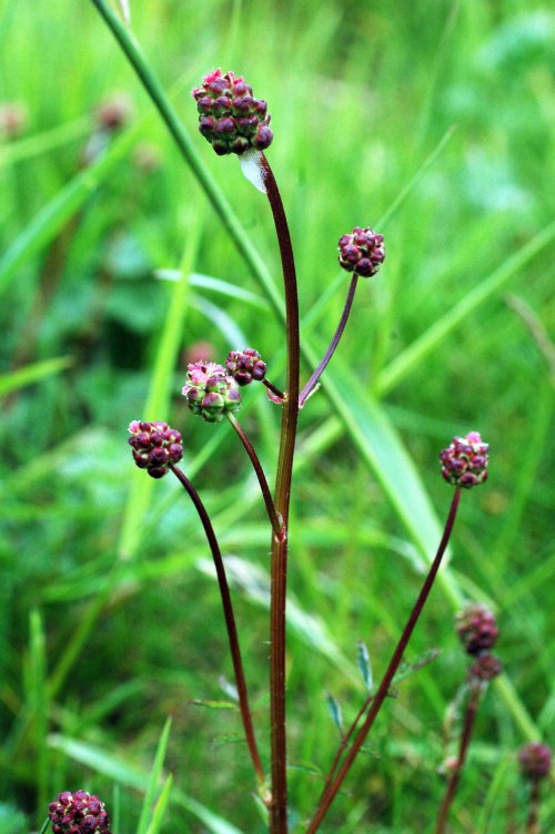 Salad Burnet-Sanguisorba minor