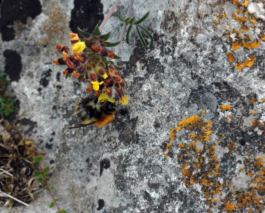 A small ginger bumblebee on Kidney Vetch