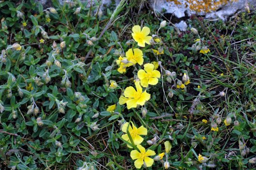 Common Rockrose-Helianthemum chemaecistus