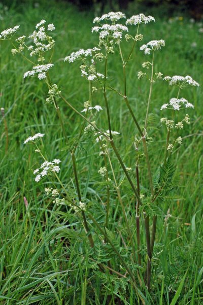 Cow parsley -Anthriscus sylvestris
