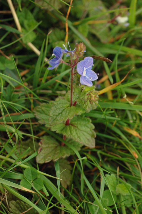 Germander Speedwell-Veronica chamaedrys