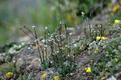 Hairy Rock Cress. Also in picture are kidney vetch, salad burnet & rockrose
