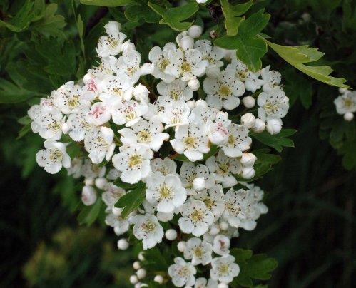 A beautiful spray of May blossom, or Hawthorn, looks like a bridal bouquet